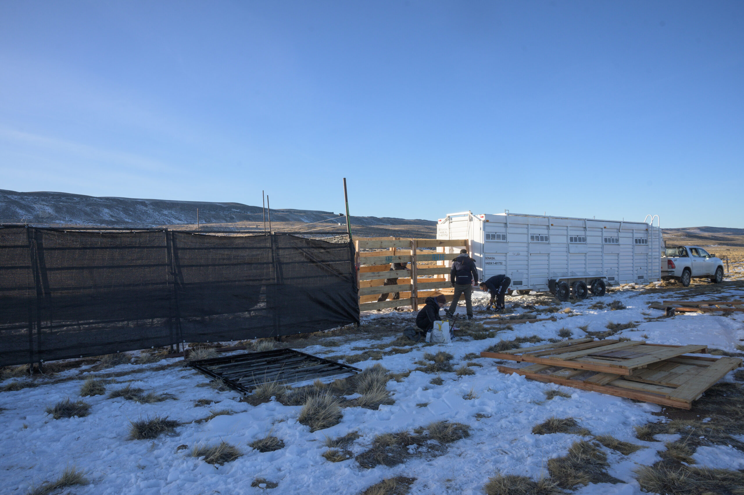 Trailer Guanacos Patagonia (1)