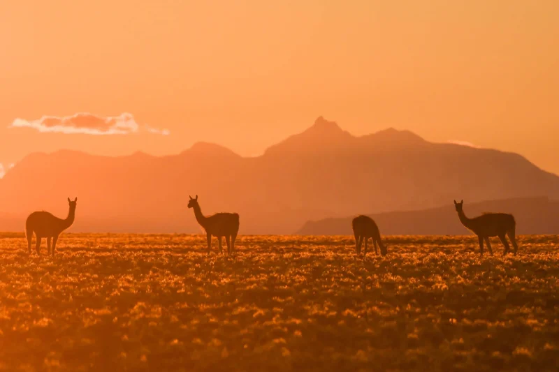 guanacos (2)